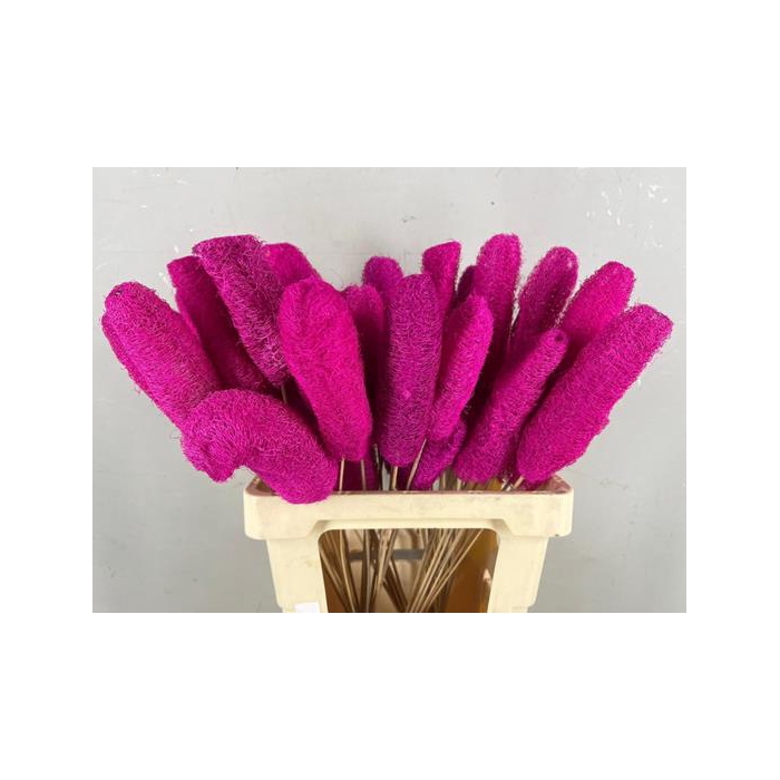 <h4>Stick Luffa Pink</h4>