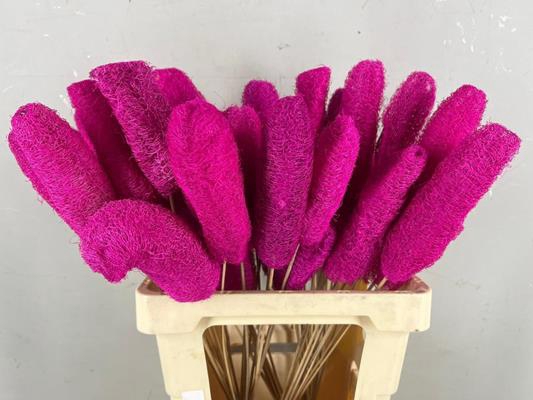 <h4>Stick Luffa Pink</h4>