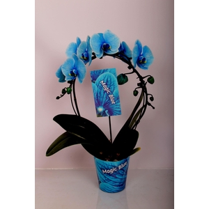 Phalaenopsis overig