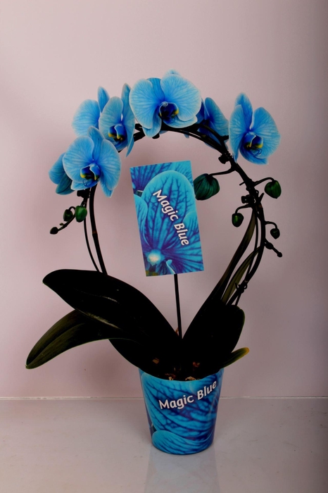 <h4>Phalaenopsis overig</h4>