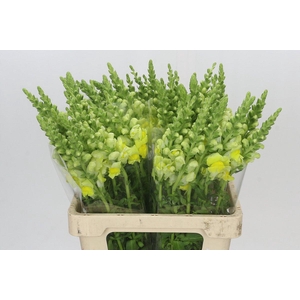 Antirrhinum Potomac Yellow