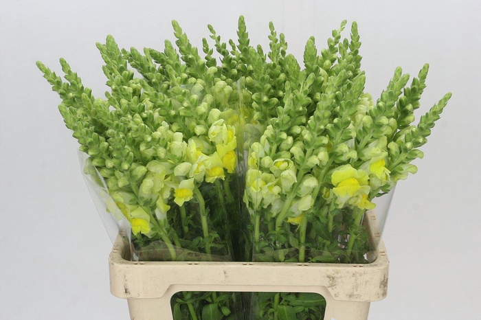 Antirrhinum Potomac Yellow