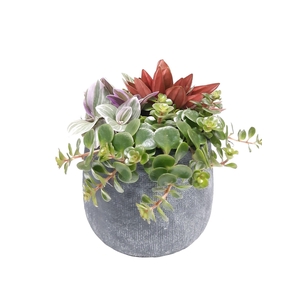 Arr.   Kamerplant Groen L%