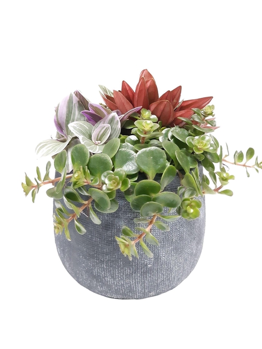 <h4>Arr. Kamerplant Groen L%</h4>