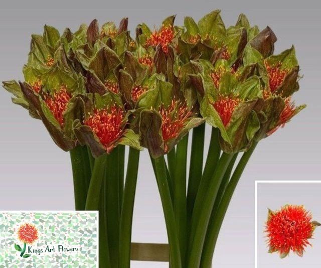 <h4>SCAD M TORCH</h4>