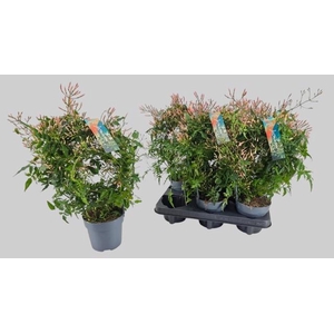 JASM POLYANTHUM WIT