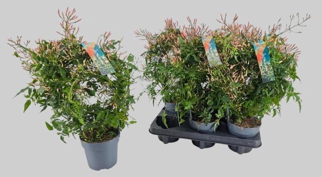 <h4>JASM POLYANTHUM WIT</h4>
