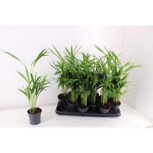 Dypsis lutescens   ...Chrysalidoca