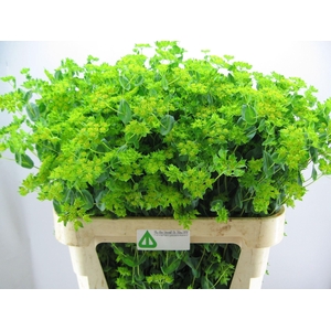 BUPLEURUM GRIFFITHII