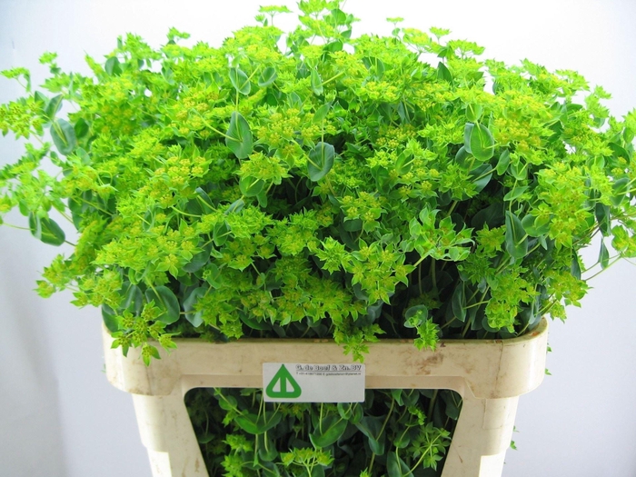 <h4>BUPLEURUM GRIFFITHII</h4>