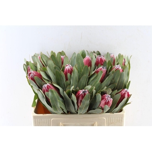 Protea Sheila