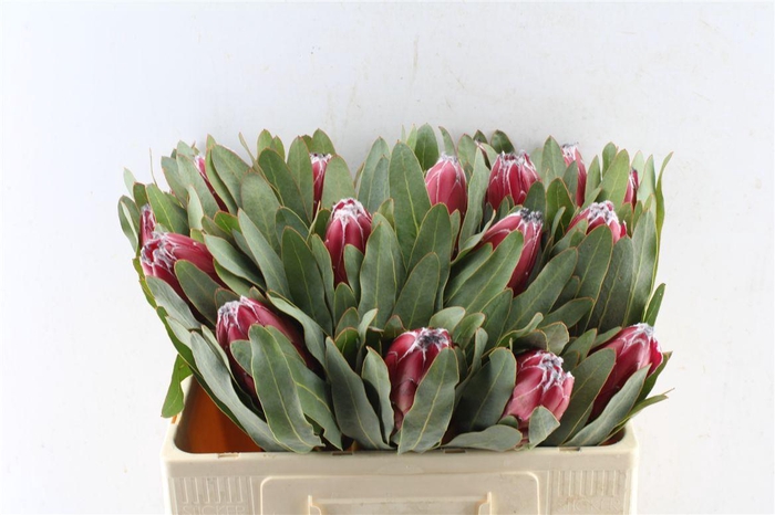 <h4>Protea Sheila</h4>