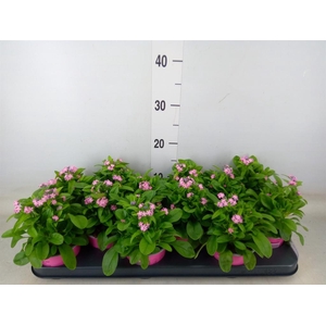 Myosotis sylv. 'Mon Amie Pink'