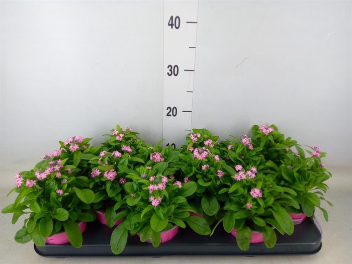 <h4>Myosotis sylv. 'Mon Amie Pink'</h4>