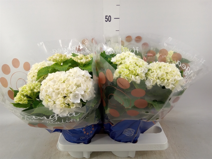 <h4>Hydrangea mac. 'Crystal Palace'</h4>