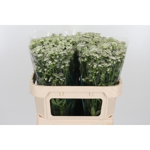 Astrantia Wit Billion Stars