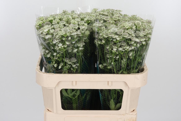 <h4>Astrantia Wit Billion Stars</h4>