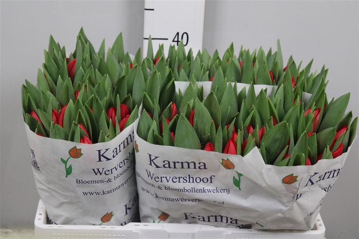 <h4>Tu En Hotspot</h4>