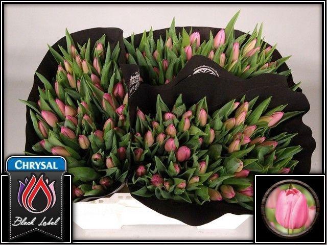 <h4>TU EN CHRISTM DREAM</h4>