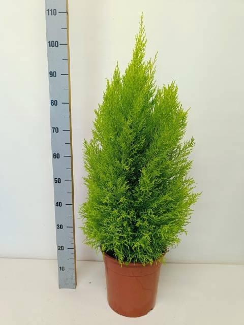 <h4>CUPR MA GOLDC WILMA</h4>