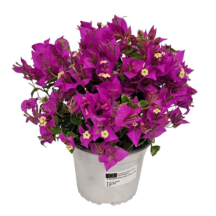 <h4>BOUGAINV SANDERIANA</h4>
