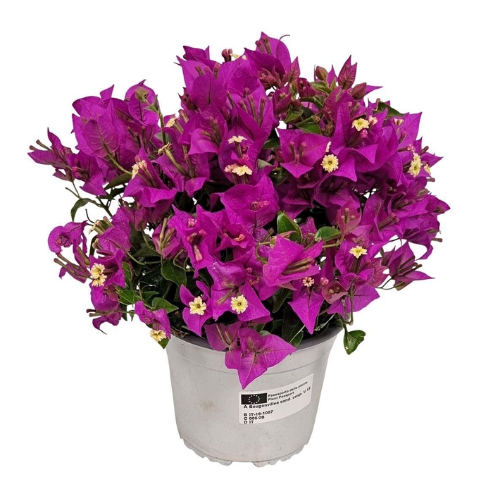 <h4>BOUGAINV SANDERIANA</h4>