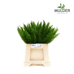 Asparagus dens. 'Meyers'
