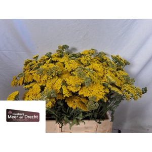 Achillea Moonshine Meer en Drecht