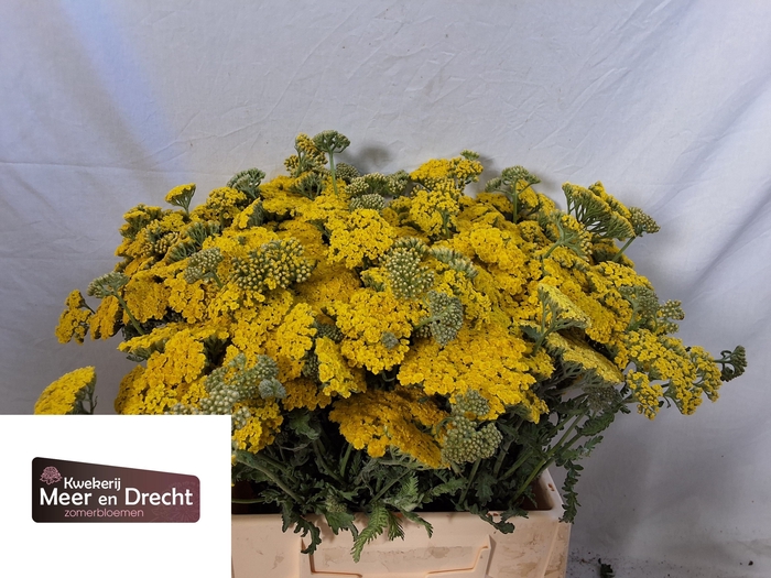 <h4>Achillea Moonshine Meer en Drecht</h4>
