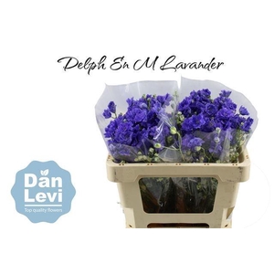 DELPH EN M LAVENDER