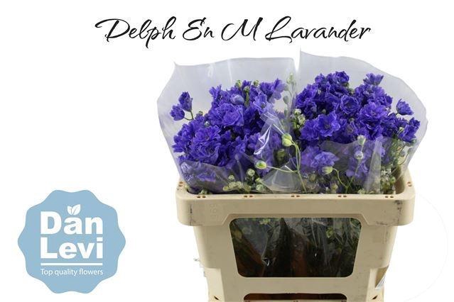 <h4>DELPH EN M LAVENDER</h4>