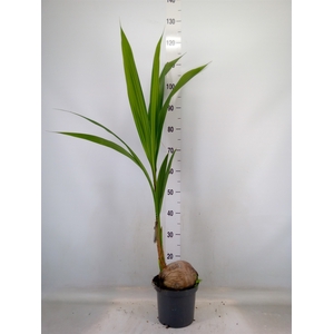 Cocos nucifera