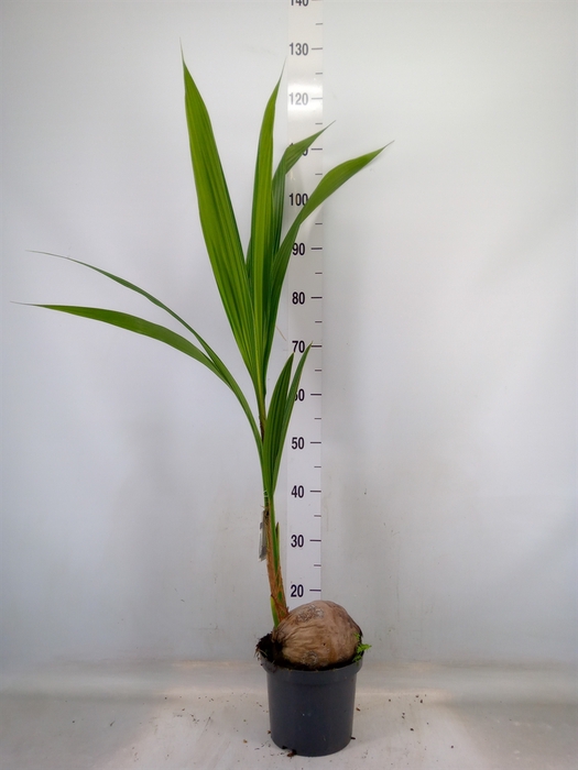 <h4>Cocos nucifera</h4>