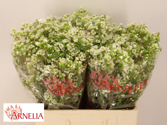 <h4>Chamelaucium Dawn Pearl 60cm 25gr</h4>