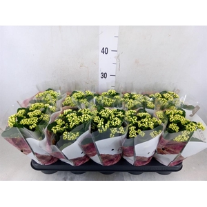 Kalanchoe blos. 'RosDon Dione'