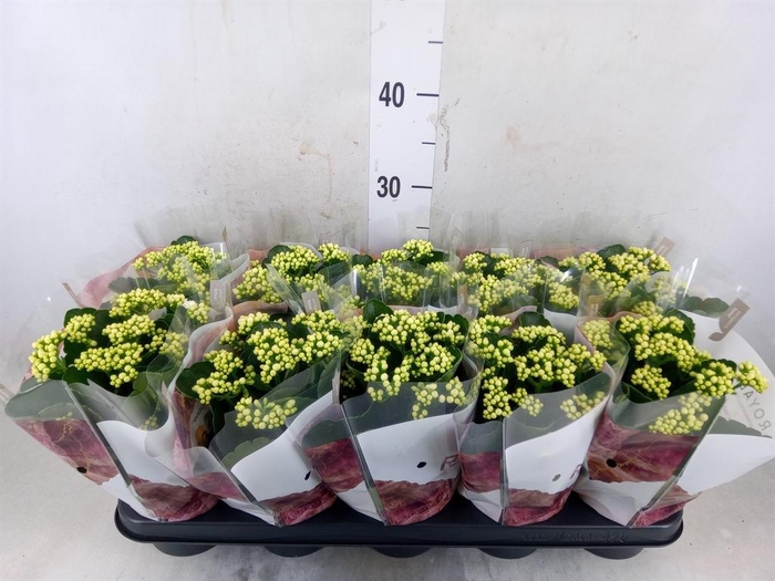 <h4>Kalanchoe blos. 'RosDon Dione'</h4>