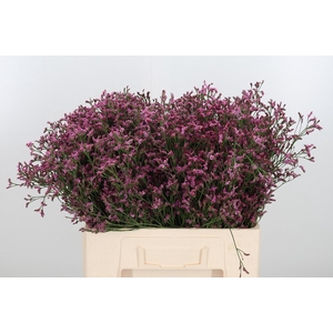 Lim Sin Sen Pin Beau