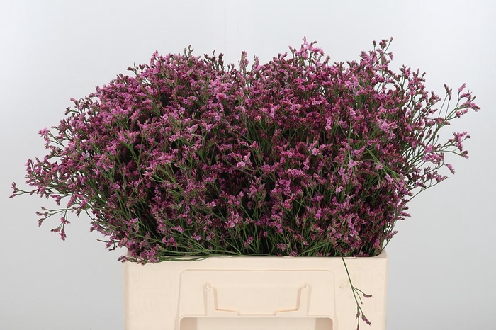 <h4>Lim Sin Sen Pin Beau</h4>