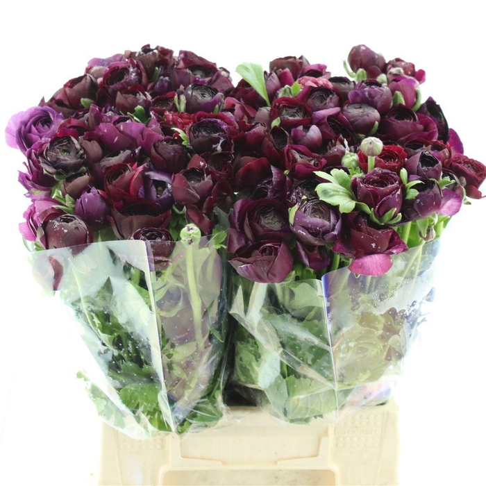 <h4>Ran El Dark Violet</h4>