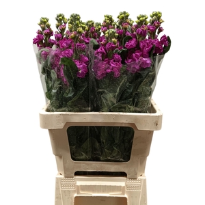 Matth iron purple