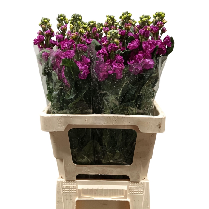 <h4>Matth iron purple</h4>