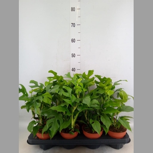 Rhaphidophora tetrasperma