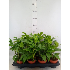 Rhaphidophora tetrasperma