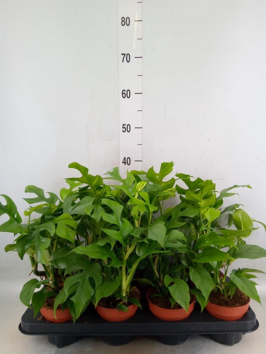 Rhaphidophora tetrasperma