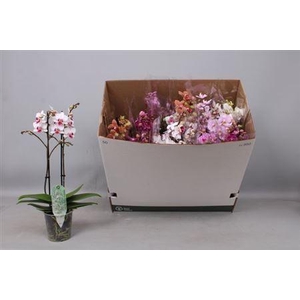 Phal Mf Gem 8 Kl 2 Branches 30+