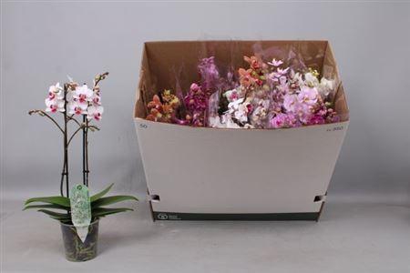 <h4>Phal Mf Gem 8 Kl 2 Branches 30+</h4>