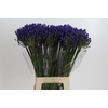 Agapanthus EYFORI Blue