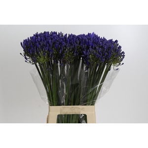 Agapanthus EYFORI Blue