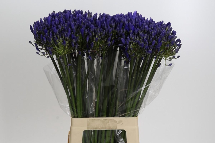 <h4>Agapanthus EYFORI Blue</h4>