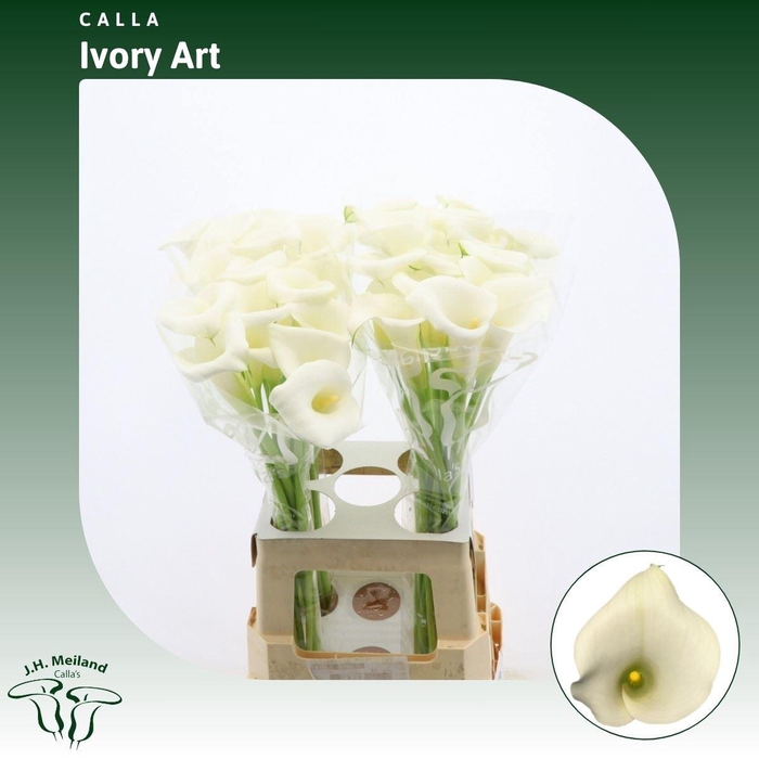 <h4>Calla Ivory Art</h4>